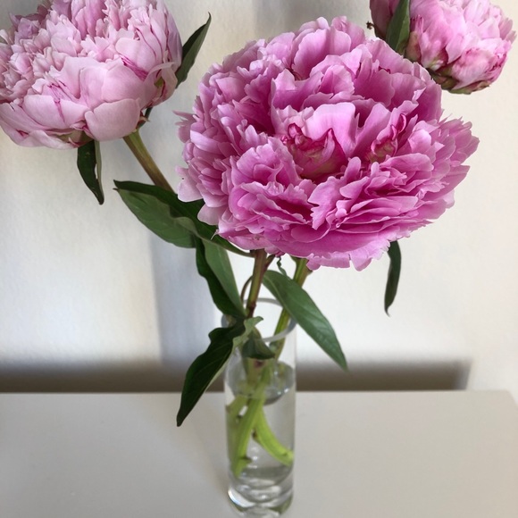 Meet your Posher, Stephanie - Picture 1 of 1